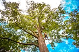 Trusted Margaret, AL Tree Care Experts