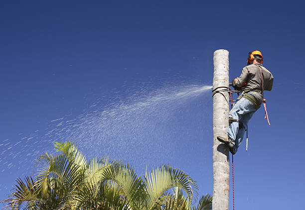 Best Tree and Shrub Care  in Margaret, AL
