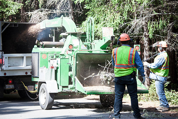 Best Fruit Tree Pruning  in Margaret, AL