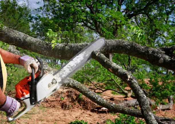 How Our Tree Care Process Works  in  Margaret, AL